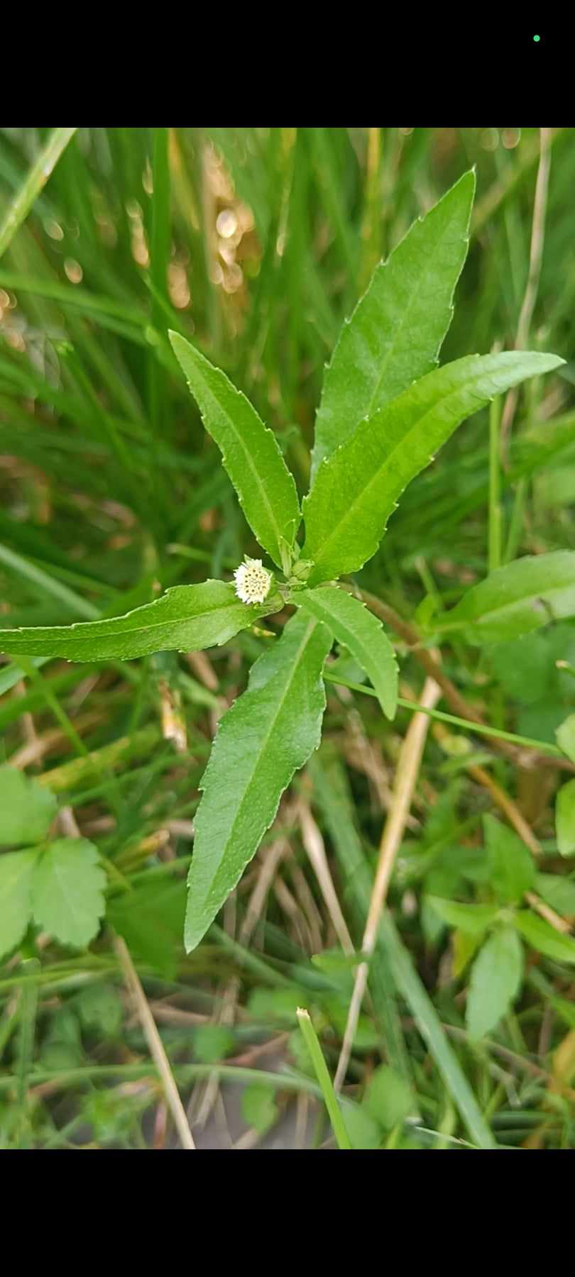 Plant Profile: False Daisy (Eclipta&nbsp;Prostrata)