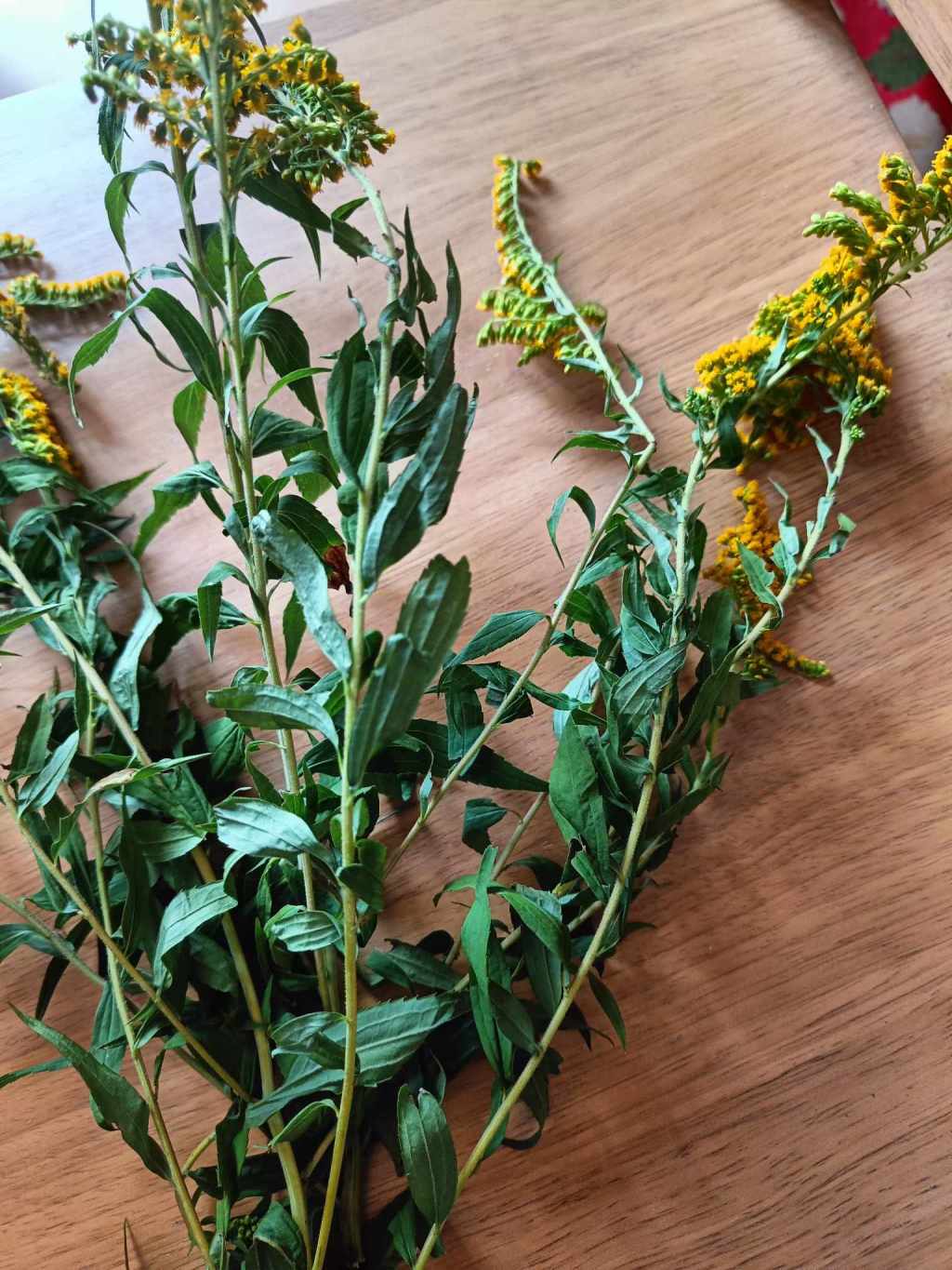 Plant Profile: Goldenrod