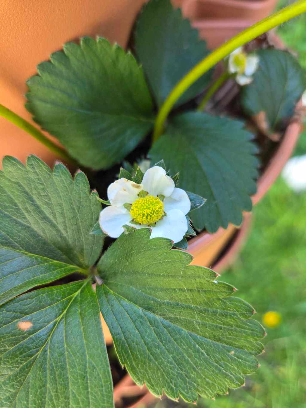 Spring Musings on the eve of&nbsp;May